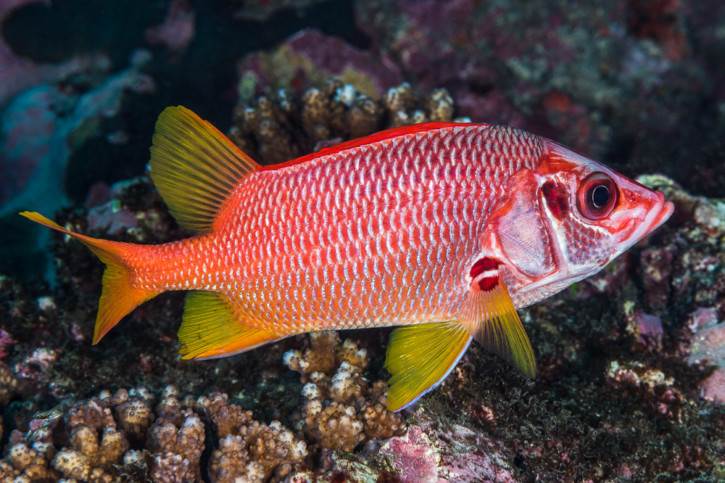 Sabre squirrelfish (Sargocentron spiniferum), a Red Sea fish of the squirrelfishes family