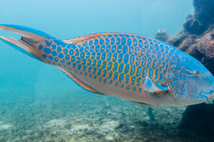 Blue-barred parrotfish (Scarus ghobban), a Red Sea fish of the parrotfishes family