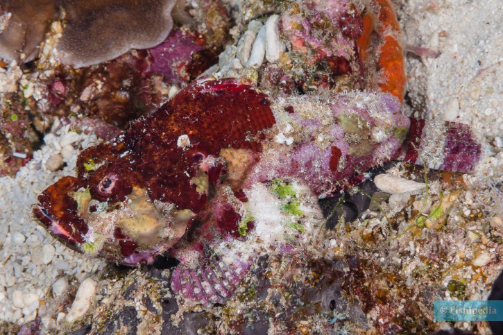 Scorfano diavolo (Scorpaenopsis diabolus), pesce del Mar Rosso della famiglia scorfani