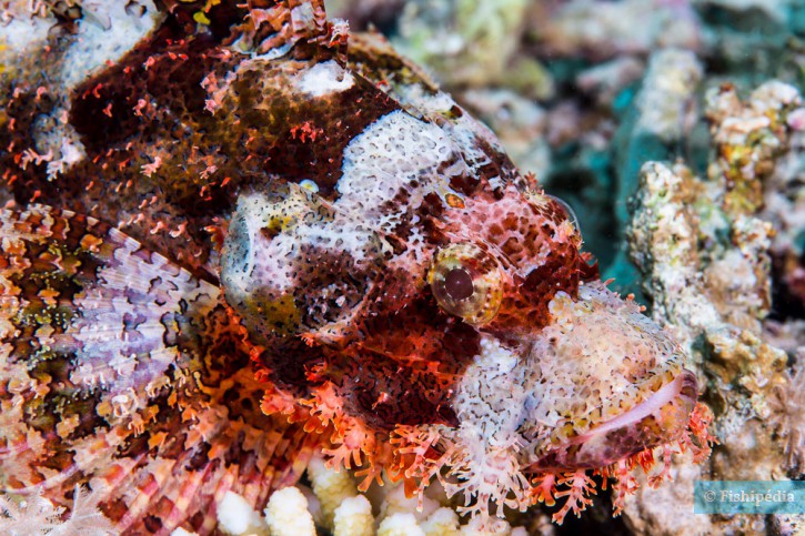 Tasselled scorpionfish (Scorpaenopsis oxycephala), a Red Sea fish of the scorpionfishes family