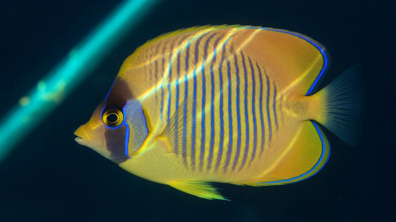 Masked butterflyfish (Chaetodon semilarvatus), a Red Sea fish of the butterflyfishes family