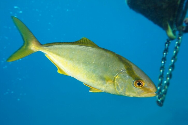 Ricciola (Seriola dumerili), pesce del Mar Rosso della famiglia carangidi