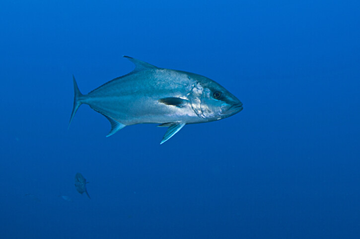 Ricciola alalunga (Seriola rivoliana), pesce del Mar Rosso della famiglia carangidi