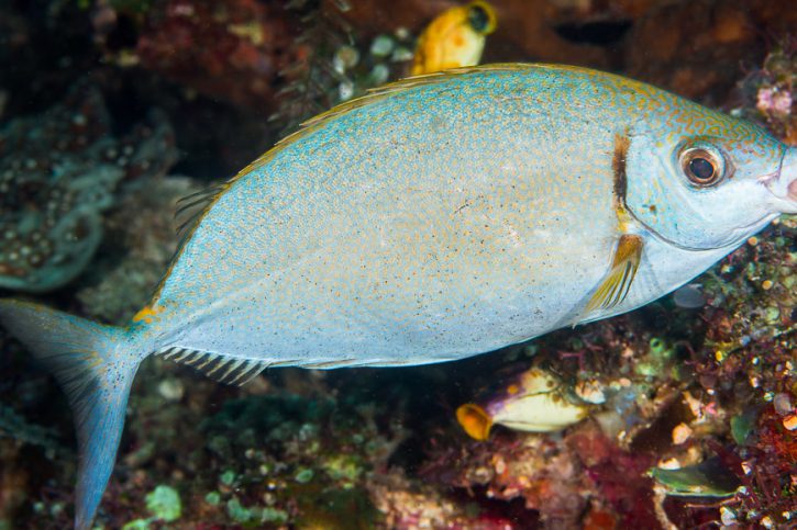 Sigano argentato (Siganus argenteus), pesce del Mar Rosso della famiglia sigani