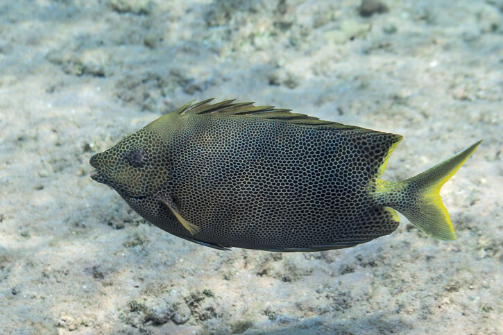 Brown-spotted spinefoot (Siganus stellatus), a Red Sea fish of the rabbitfishes family