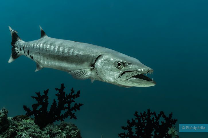 Great barracuda (Sphyraena barracuda), a Red Sea fish of the barracudas family