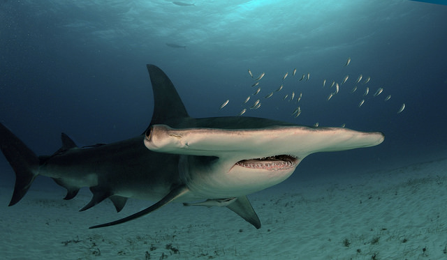 Great hammerhead (Sphyrna mokarran), a Red Sea fish of the hammerhead sharks family