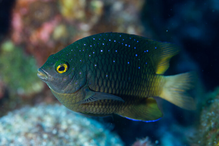 Whitespotted devil (Stegastes lacrymatus), a Red Sea fish of the damselfishes family