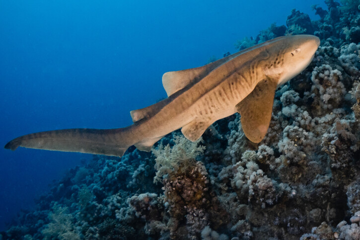 Zebra shark (Stegostoma tigrinum), a Red Sea fish of the zebra sharks family