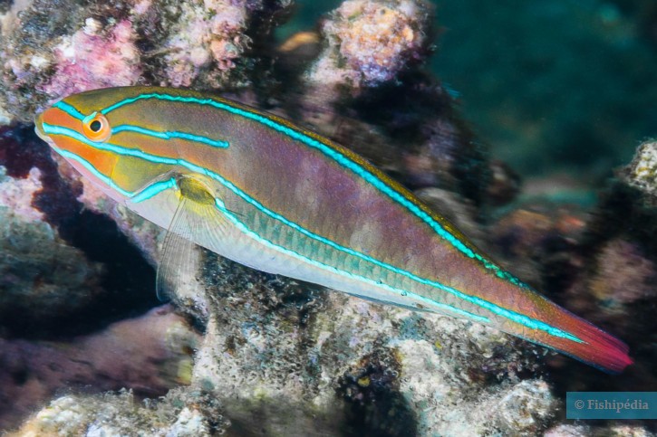 Tordo a linea bianca (Stethojulis albovittata), pesce del Mar Rosso della famiglia tordi e labridi