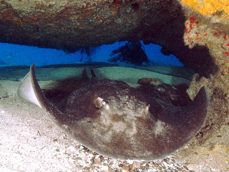 Pastinaca nera (Taeniurops grabatus), pesce del Mar Rosso della famiglia pastinache