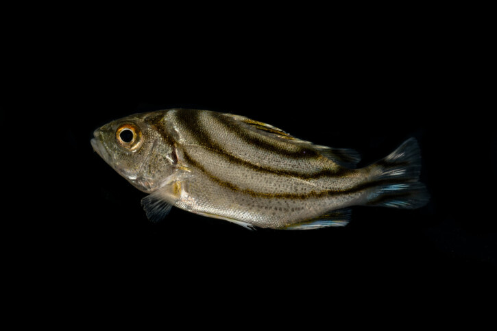 Terapon jarbua (Terapon jarbua), pesce del Mar Rosso della famiglia terapon
