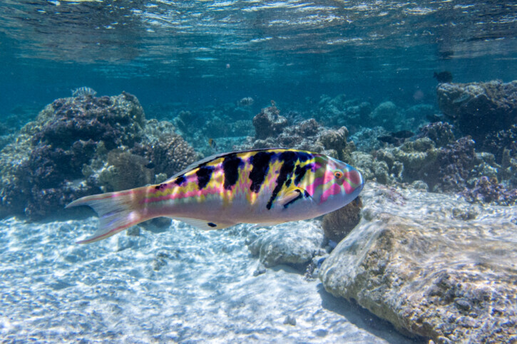 Donzella a sei barre (Thalassoma hardwicke), pesce del Mar Rosso della famiglia tordi e labridi