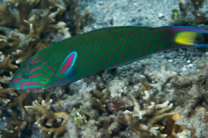 Tordo lunare (Thalassoma lunare), pesce del Mar Rosso della famiglia tordi e labridi