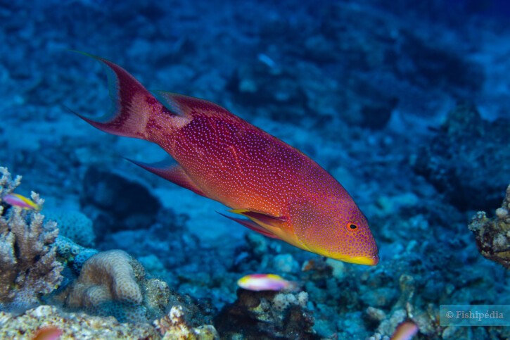 Yellow-edged lyretail (Variola louti), a Red Sea fish of the groupers family