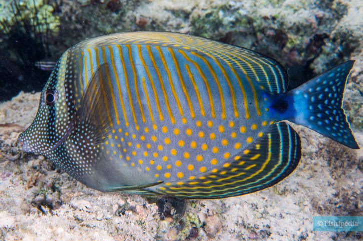 Indian sailfin tang (Zebrasoma desjardinii), a Red Sea fish of the surgeonfishes family