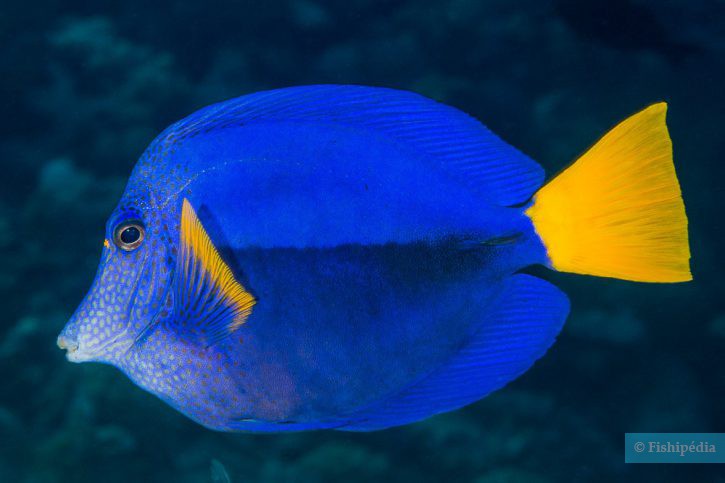 Pesce chirurgo coda gialla (Zebrasoma xanthurum), pesce del Mar Rosso della famiglia pesci chirurgo
